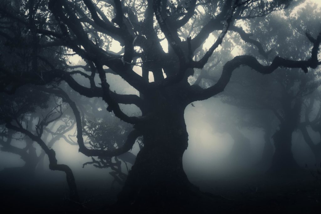 arbre tentaculaire fanal madere brume aquatique