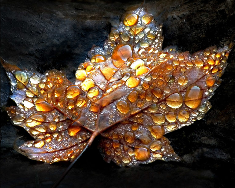 feuille &eacute;rable or ros&eacute;e ambre