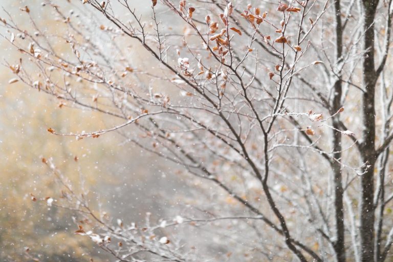 foret_neige_hautesavoie