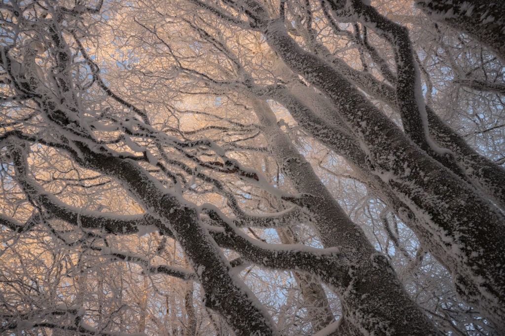 H&ecirc;tres givr&eacute;s &eacute;lanc&eacute;s vers le ciel, branches fractales baign&eacute;es de lumi&egrave;re pastel au coucher du soleil &ndash; photographie nature par Alexandre Deschaumes, hiver 2023.