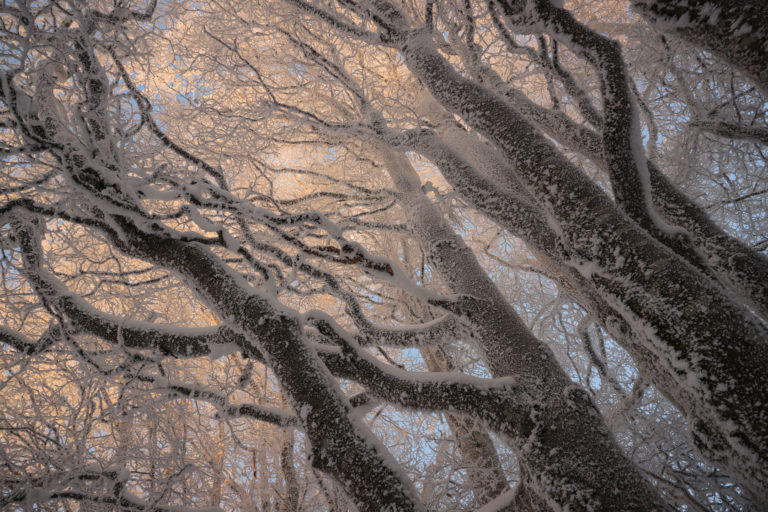 H&ecirc;tres givr&eacute;s &eacute;lanc&eacute;s vers le ciel, branches fractales baign&eacute;es de lumi&egrave;re pastel au coucher du soleil &ndash; photographie nature par Alexandre Deschaumes, hiver 2023.