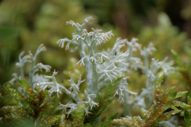 2159-mousse-lichen-details