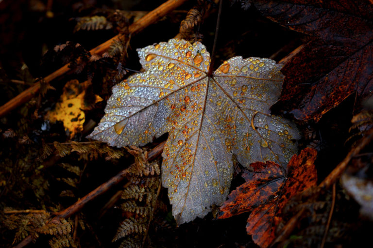 feuille automne d&eacute;tail gouttes or