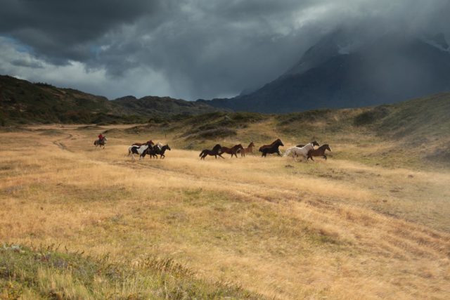 Gauchos patagonie-gauchos-chevaux-sauvages-torres-del-paine