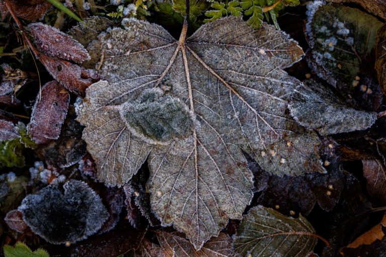 3435-details-feuilles-givre