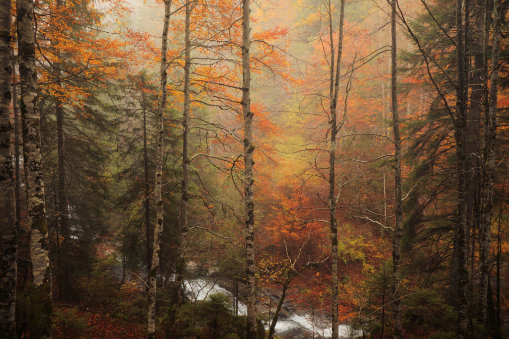 For&ecirc;t de h&ecirc;tres et d&rsquo;&eacute;pic&eacute;as dans la brume automnale, massif des Aravis au-dessus de Sallanches. Photographie nature par Alexandre Deschaumes.