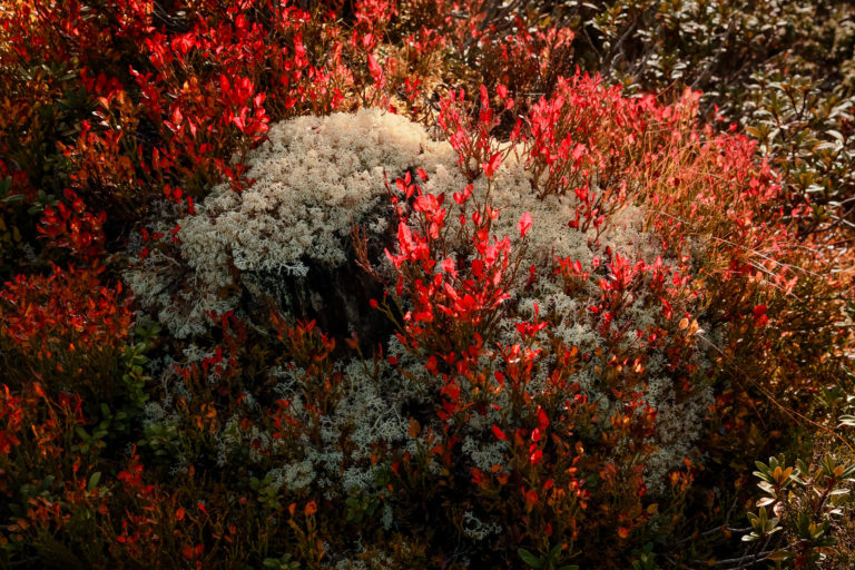Lichen blanc et myrtilliers rouges sur une souche &agrave; 2000 m, lac d&rsquo;&Eacute;mosson, Valais, Suisse. Photographie d&rsquo;Alexandre Deschaumes.