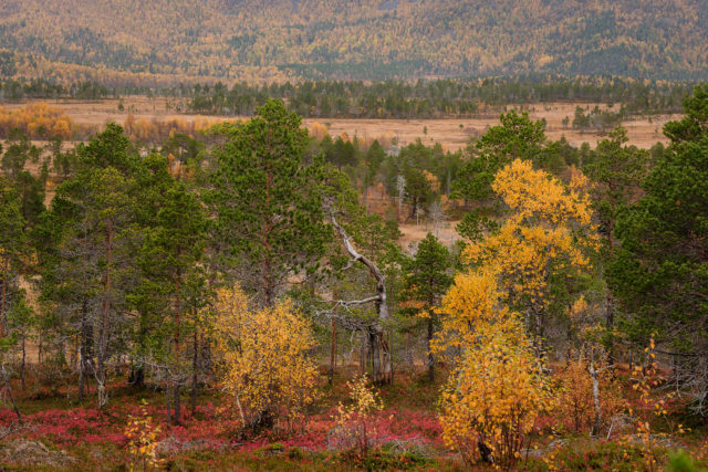 Vieux arbres et arbre mort dans la vall&eacute;e d&rsquo;Anderdalen, &agrave; Senja, en automne