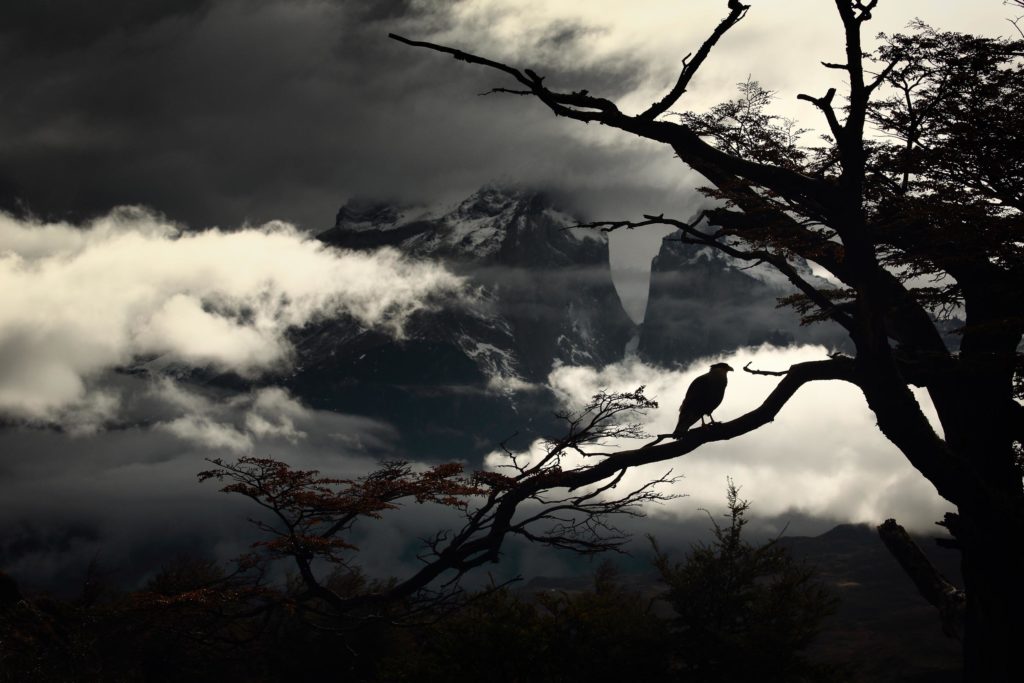 caracara silhouette torres del paine patagonie sombre