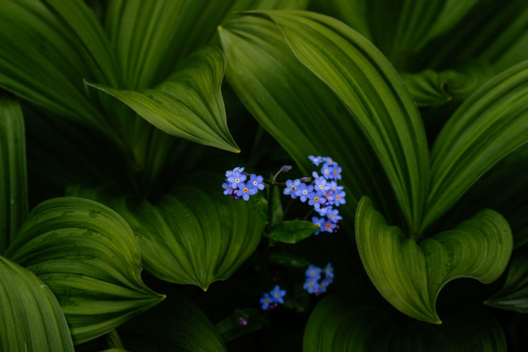 4912-fleur-detail