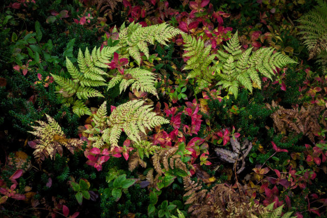 Foug&egrave;res bor&eacute;ales m&ecirc;l&eacute;es &agrave; un tapis v&eacute;g&eacute;tal automnal dans les for&ecirc;ts des Lofoten