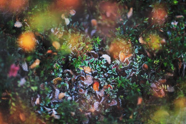 6177-2013 patagonie-vegetation-foret-detail-automne