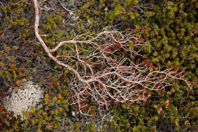 6710-patagonie-vegetation