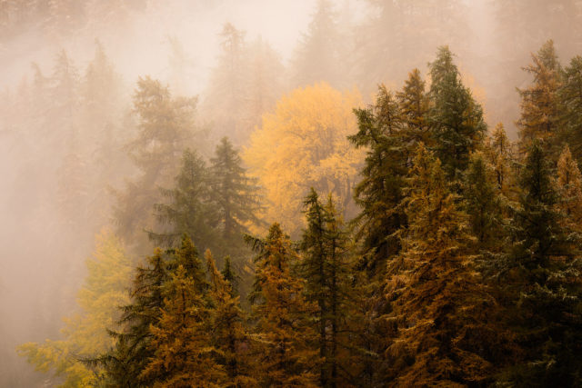 Forêt brumeuse en automne – Vallée de la Clarée Forêt de mélèzes dans la brume en Vallée de la Clarée, Hautes-Alpes