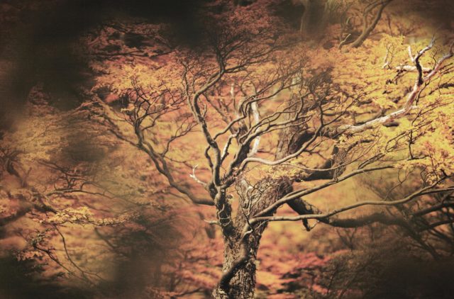 L'Arbre de Feu arbre-de-feu-patagonie-val del frances