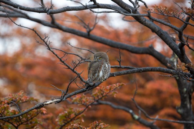 7892-2014 patagonie-chouette-chuncho-torresdelpaine