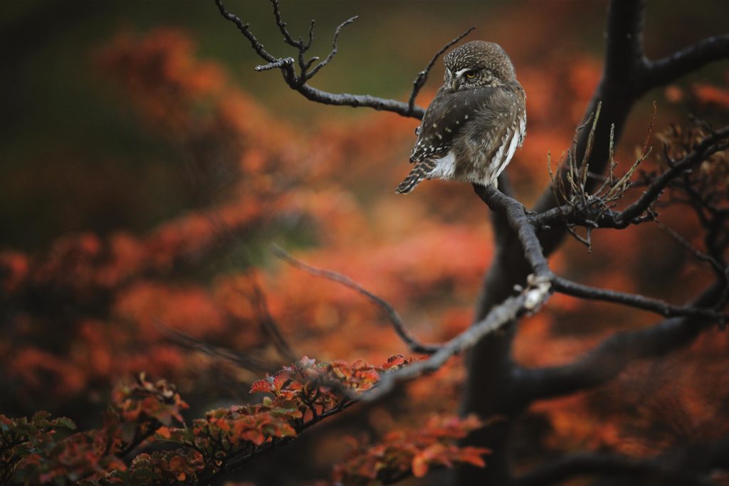chouette patagonie rouge automne chili