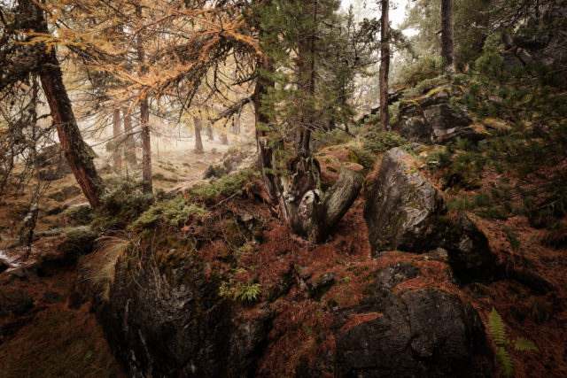 Sous-bois automnal près du Lago Verde – Vallée Étroite Forêt de pins et mélèzes en automne près du Lago Verde, Vallée Étroite, Hautes-Alpes