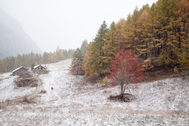 Sorbier sous la neige – Vallée Étroite Premières neiges en Vallée Étroite