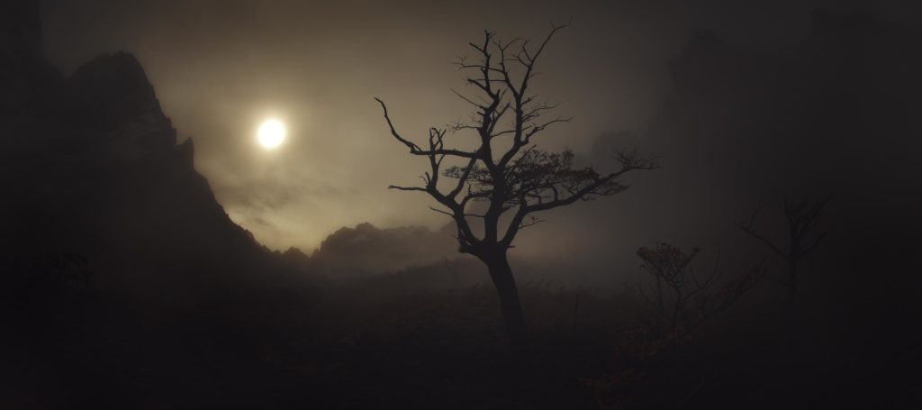 Photographie d&rsquo;Alexandre Deschaumes dans la vall&eacute;e des Fran&ccedil;ais, parc Torres del Paine (Patagonie, Chili). Silhouette d&rsquo;arbre solitaire dans la brume, ambiance &eacute;th&eacute;r&eacute;e et dramatique.