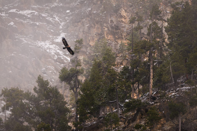 Aigle royal en vol – Bois des Balmes, Cervière Aigle royal en vol au-dessus d’une forêt de pins près de Cervière, Hautes-Alpes