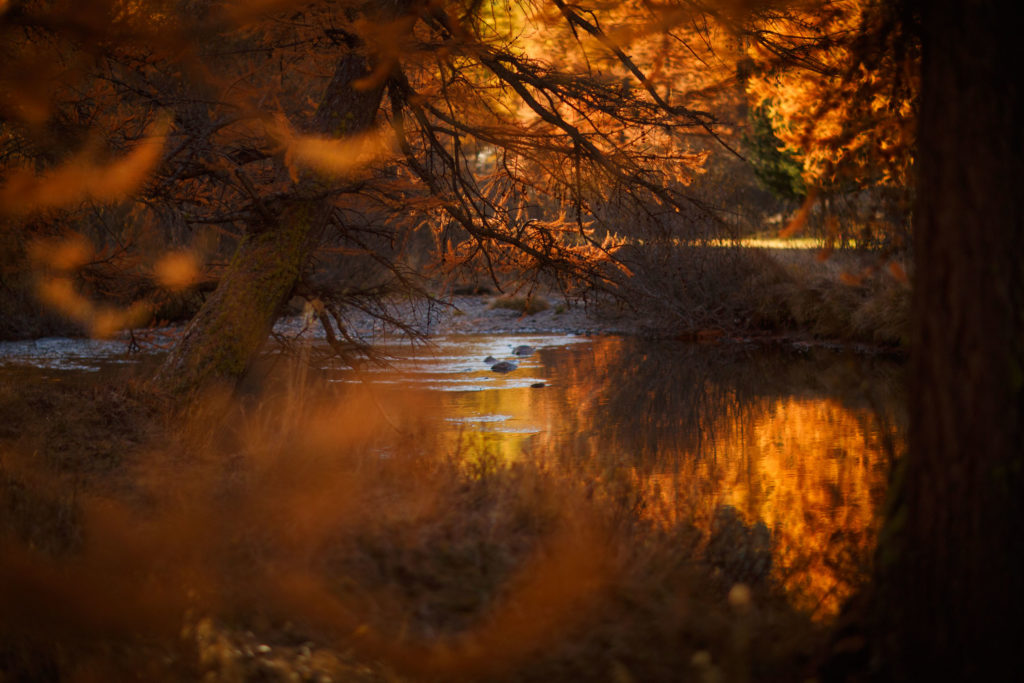 Torrent de la Clar&eacute;e entour&eacute; de m&eacute;l&egrave;zes dor&eacute;s en automne, ambiance intimiste et po&eacute;tique. Photographie nature par Alexandre Deschaumes.