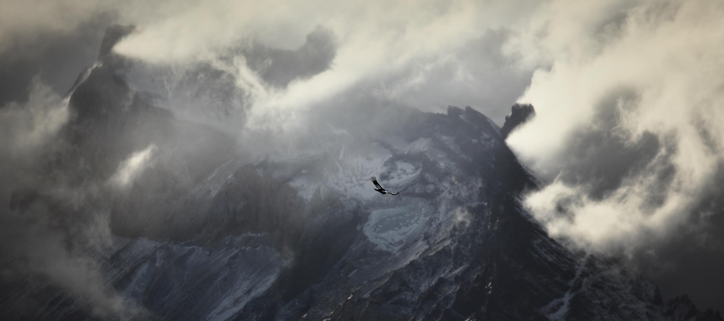 Chili_5531 <p>Condor des Andes</p>
