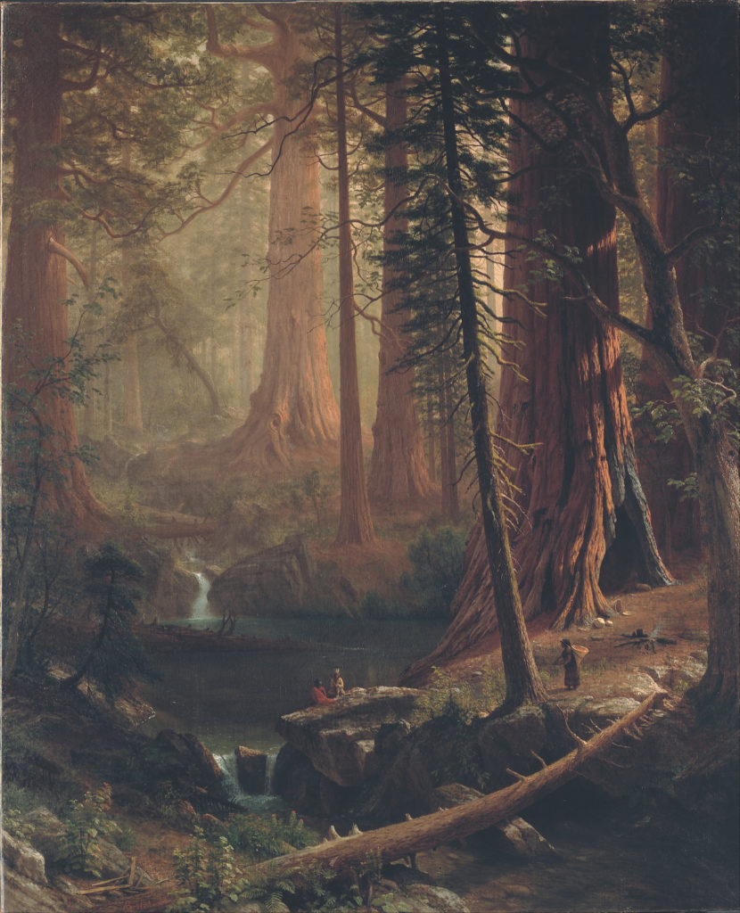 Albert Bierstadt Painting Giant Redwood Trees of California