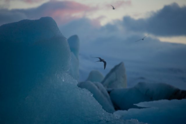 islande sternes