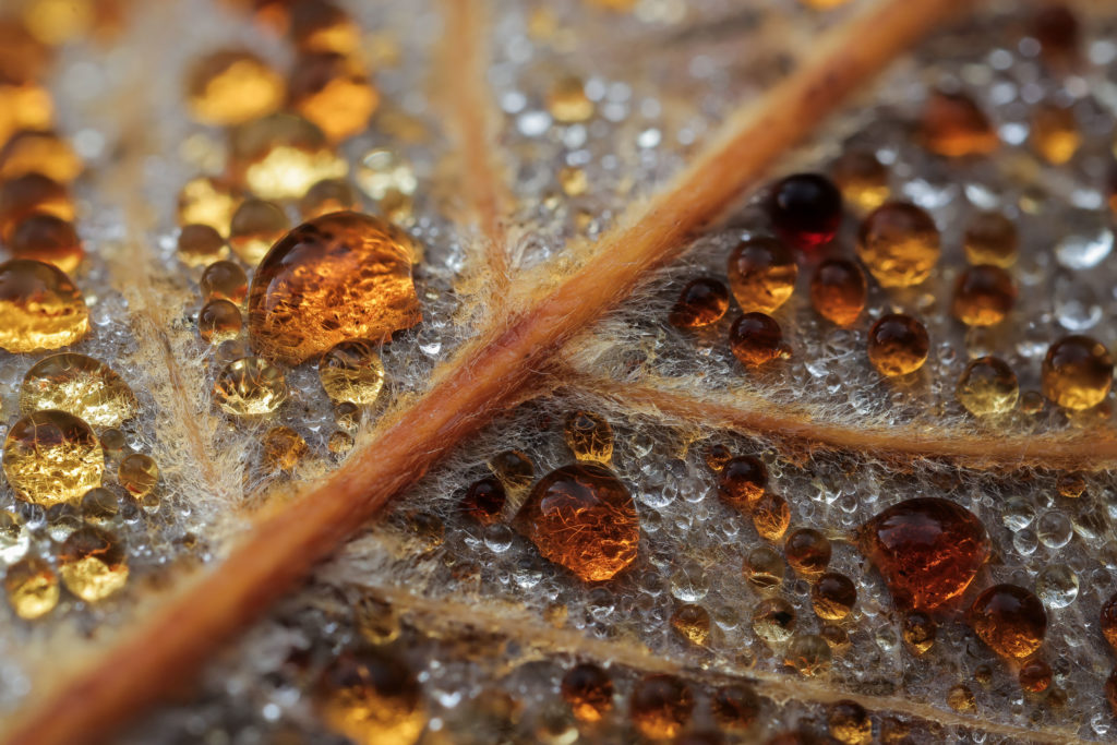Macro de gouttes de ros&eacute;e infus&eacute;es de tanins sur une feuille d&rsquo;&eacute;rable en automne, Haute-Savoie. Photographie prise par Alexandre Deschaumes